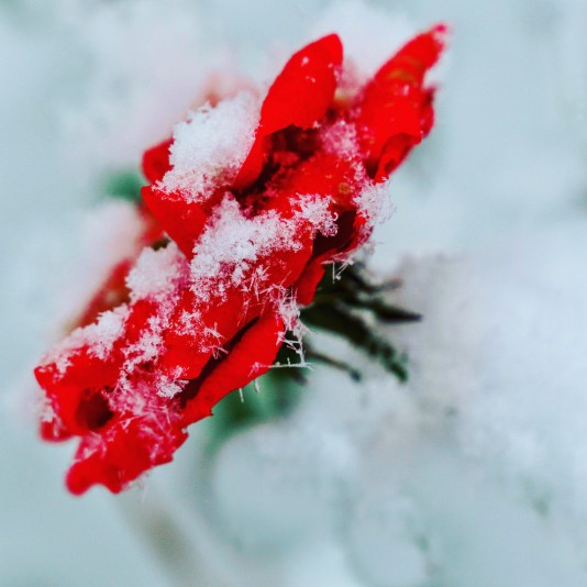 Rose im Schnee. Foto Antje Schade