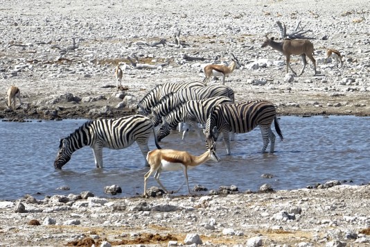 Zebras und Gnus am Wasserloch