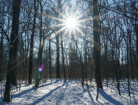 Auwald im Winter. Foto Antje Schade