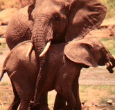 Elefanten in Tanzania