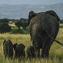 Elefantenfamilie in Uganda. Foto: Timo Knöfel